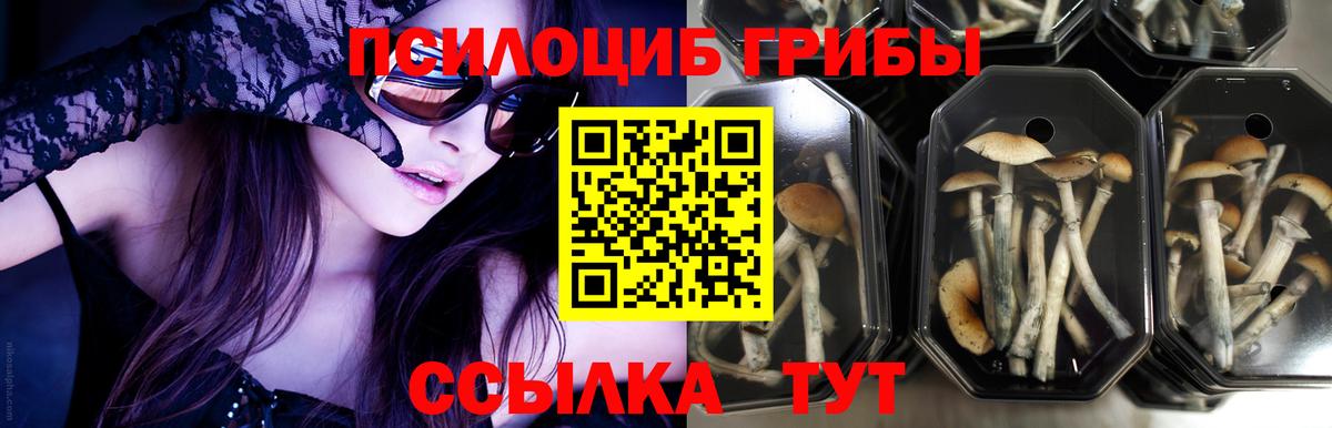Галлюциногенные грибы Cubensis  Вход с VPN  Серов 